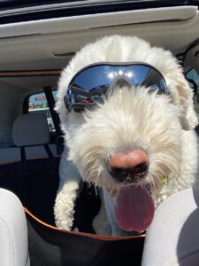 Beth Arnold Dog Yogi 1